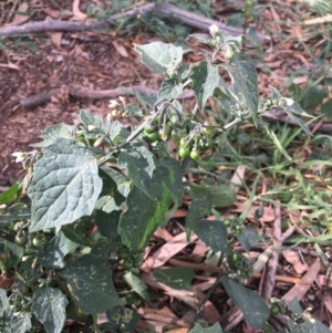 Solanum nigrum at Corrowong, NSW - 4 May 2020 01:31 PM