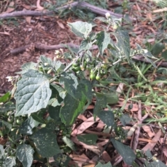 Solanum nigrum (Black Nightshade) at Black Flat at Corrowong - 4 May 2020 by BlackFlat