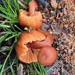 Laccaria sp. (Laccaria) at Red Hill to Yarralumla Creek - 23 May 2020 by LisaH