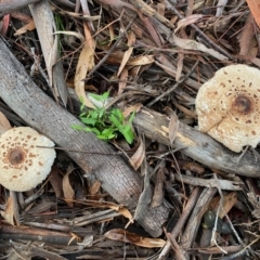 Chlorophyllum/Macrolepiota sp. (genus) at Red Hill to Yarralumla Creek - 23 May 2020 by LisaH