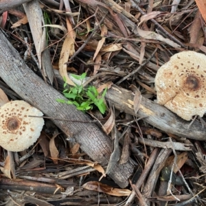 Chlorophyllum/Macrolepiota sp. (genus) at Hughes, ACT - 23 May 2020