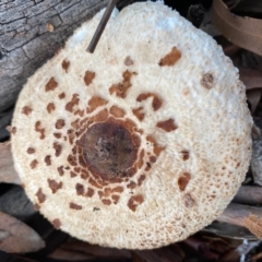 Chlorophyllum/Macrolepiota sp. (genus) at Hughes, ACT - 23 May 2020