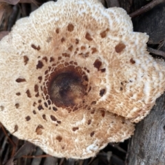 Chlorophyllum/Macrolepiota sp. (genus) at Hughes, ACT - 23 May 2020