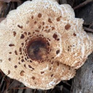 Chlorophyllum/Macrolepiota sp. (genus) at Hughes, ACT - 23 May 2020 04:26 PM