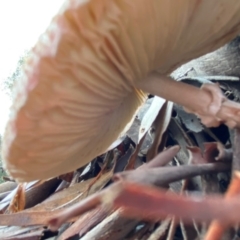 Chlorophyllum/Macrolepiota sp. (genus) at Hughes, ACT - 23 May 2020