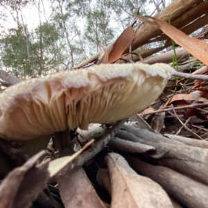 Chlorophyllum/Macrolepiota sp. (genus) at Hughes, ACT - 23 May 2020