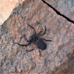 Gnaphosidae or Trochanteriidae (families) at Hackett, ACT - 17 May 2020