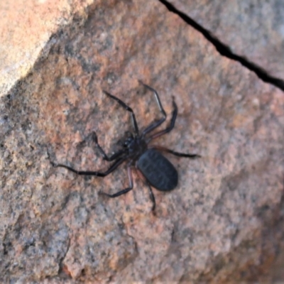 Gnaphosidae or Trochanteriidae (families) (Flat spider) at Hackett, ACT - 17 May 2020 by Sarah2019