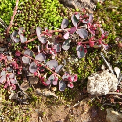 Euphorbia dallachyana (Mat Spurge, Caustic Weed) at Campbell, ACT - 17 May 2020 by JanetRussell