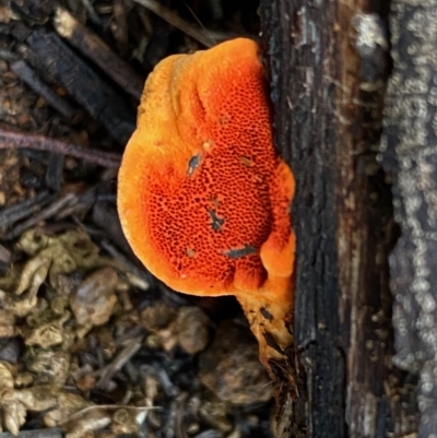 Trametes coccinea (Scarlet Bracket) at Deakin, ACT - 23 May 2020 by LisaH