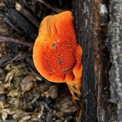Pycnoporus coccineus (Scarlet Bracket) at Deakin, ACT - 23 May 2020 by LisaH