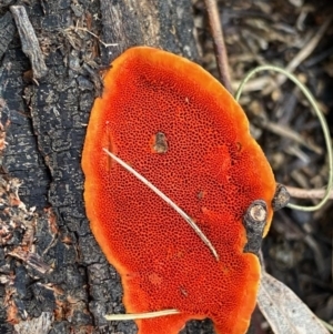 Trametes coccinea at Deakin, ACT - 23 May 2020 04:10 PM