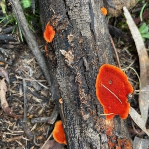 Trametes coccinea at Deakin, ACT - 23 May 2020