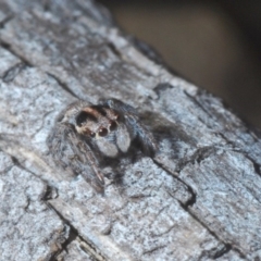 Maratus calcitrans (Kicking peacock spider) at Black Mountain - 17 May 2020 by Harrisi