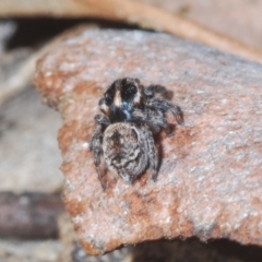 Maratus calcitrans at Hackett, ACT - 17 May 2020