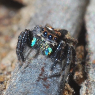 Jotus auripes (Jumping spider) at Black Mountain - 17 May 2020 by Harrisi