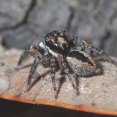 Jotus auripes at Hackett, ACT - 17 May 2020 04:08 PM