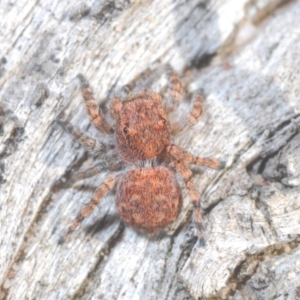 Euophryinae sp.(Undescribed) (subfamily) at Bruce, ACT - 24 May 2020 01:35 PM