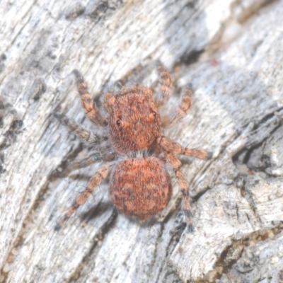 Euophryinae sp.(Undescribed) (subfamily) (A jumping spider) at Bruce Ridge - 24 May 2020 by Harrisi