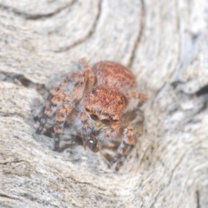 Euophryinae sp.(Undescribed) (subfamily) at Bruce, ACT - 24 May 2020