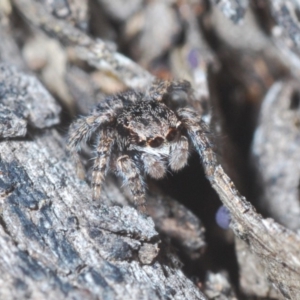 Maratus vespertilio at Bruce, ACT - 24 May 2020