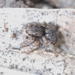 Maratus vespertilio at Bruce, ACT - 24 May 2020