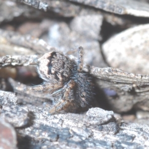 Maratus vespertilio at Bruce, ACT - 24 May 2020