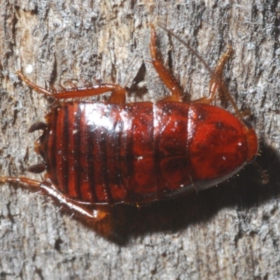 Unidentified Cockroach (Blattodea, several families) at Bruce, ACT - 24 May 2020 by Harrisi