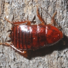 Unidentified Cockroach (Blattodea, several families) (TBC) at Bruce, ACT - 24 May 2020 by Harrisi