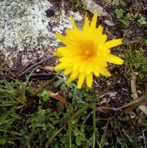 Microseris lanceolata at Tennent, ACT - 9 May 2020