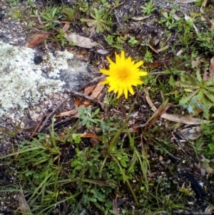 Microseris lanceolata at Tennent, ACT - 9 May 2020