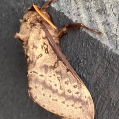 Oxycanus silvanus (Pale Oxycanus) at Burra, NSW - 24 May 2020 by Safarigirl