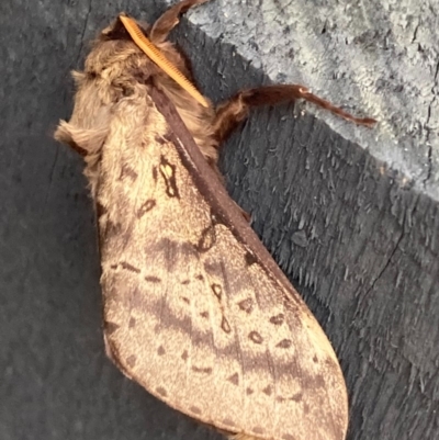 Oxycanus silvanus (Pale Oxycanus) at QPRC LGA - 24 May 2020 by Safarigirl