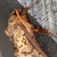 Oxycanus silvanus at Burra, NSW - 24 May 2020