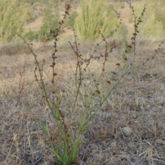 Rumex brownii (Slender Dock) at Greenway, ACT - 22 Jan 2020 by michaelb