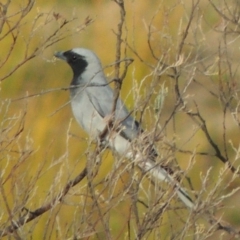 Coracina novaehollandiae (Black-faced Cuckooshrike) at Greenway, ACT - 22 Jan 2020 by MichaelBedingfield