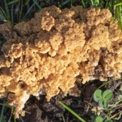 Ramaria sp. (A Coral fungus) at Sherwood Forest - 23 May 2020 by CedricBear