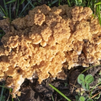 Ramaria sp. (A Coral fungus) at Coree, ACT - 23 May 2020 by CedricBear