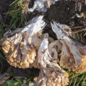 Ramaria sp. at Coree, ACT - 24 May 2020