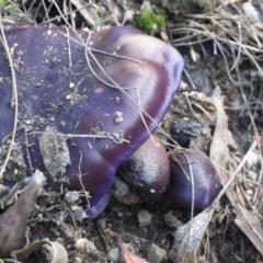 Cortinarius archeri s.l. (Emperor Cortinar) at Paddys River, ACT - 24 May 2020 by SandraH