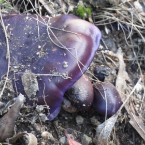 Cortinarius archeri s.l. at Paddys River, ACT - 25 May 2020