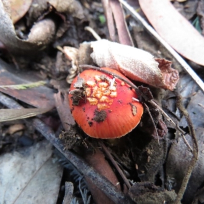 Amanita xanthocephala (Vermilion grisette) at Paddys River, ACT - 25 May 2020 by SandraH