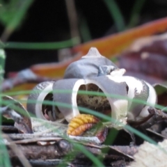 Geastrum sp. (genus) (An earthstar) at Paddys River, ACT - 25 May 2020 by SandraH