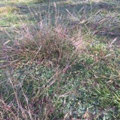 Bothriochloa macra (Red Grass, Red-leg Grass) at Black Flat at Corrowong - 2 May 2020 by BlackFlat