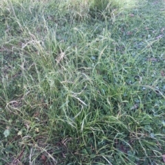 Microlaena stipoides (Weeping Grass) at Black Flat at Corrowong - 2 May 2020 by BlackFlat