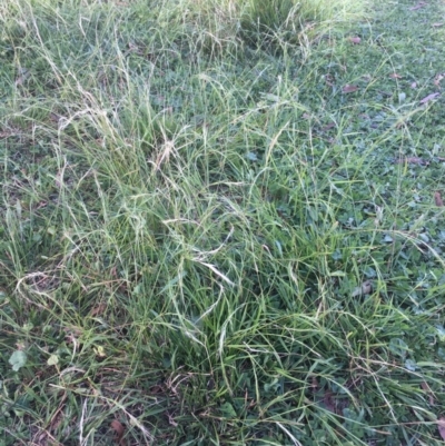 Microlaena stipoides (Weeping Grass) at Black Flat at Corrowong - 2 May 2020 by BlackFlat