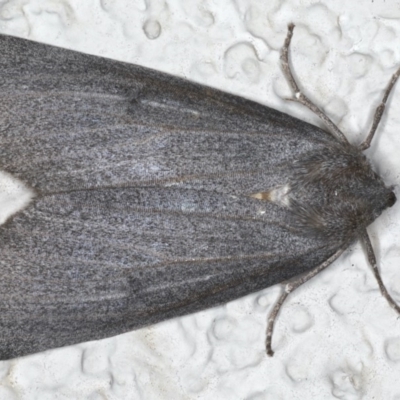 Paralaea ochrosoma (Fuscous Crest-moth) at Ainslie, ACT - 24 May 2020 by jb2602