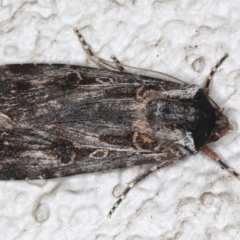 Agrotis munda (Brown Cutworm) at Ainslie, ACT - 24 May 2020 by jbromilow50