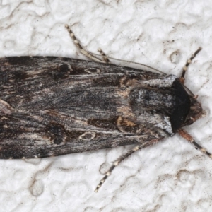 Agrotis munda at Ainslie, ACT - 24 May 2020