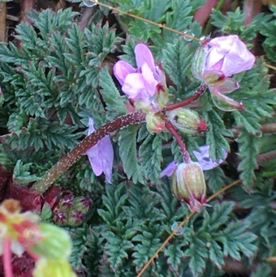 Erodium cicutarium (Common Storksbill, Common Crowfoot) at Black Flat at Corrowong - 1 May 2020 by BlackFlat